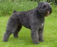 BOUVIER DES FLANDRES